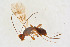  ( - BC-ZSM-HYM-21586-G10)  @12 [ ] CreativeCommons - Attribution Non-Commercial Share-Alike (2014) Stefan Schmidt SNSB, Zoologische Staatssammlung Muenchen