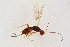  ( - BC-ZSM-HYM-21586-H05)  @12 [ ] CreativeCommons - Attribution Non-Commercial Share-Alike (2014) Stefan Schmidt SNSB, Zoologische Staatssammlung Muenchen