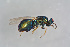  ( - BC-ZSM-HYM-21587-A01)  @12 [ ] CreativeCommons - Attribution Non-Commercial Share-Alike (2014) Stefan Schmidt SNSB, Zoologische Staatssammlung Muenchen