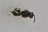 ( - BC-ZSM-HYM-21587-A11)  @12 [ ] CreativeCommons - Attribution Non-Commercial Share-Alike (2014) Stefan Schmidt SNSB, Zoologische Staatssammlung Muenchen
