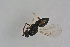  ( - BC-ZSM-HYM-21587-B06)  @12 [ ] CreativeCommons - Attribution Non-Commercial Share-Alike (2014) Stefan Schmidt SNSB, Zoologische Staatssammlung Muenchen