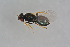  (Tetrastichus lacustrinus - BC-ZSM-HYM-21587-B11)  @13 [ ] CreativeCommons - Attribution Non-Commercial Share-Alike (2014) Stefan Schmidt SNSB, Zoologische Staatssammlung Muenchen