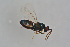  (Tetrastichus lazius - BC-ZSM-HYM-21587-B12)  @11 [ ] CreativeCommons - Attribution Non-Commercial Share-Alike (2014) Stefan Schmidt SNSB, Zoologische Staatssammlung Muenchen