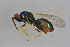  ( - BC-ZSM-HYM-21587-C04)  @14 [ ] CreativeCommons - Attribution Non-Commercial Share-Alike (2014) Stefan Schmidt SNSB, Zoologische Staatssammlung Muenchen