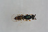  ( - BC-ZSM-HYM-21587-C05)  @12 [ ] CreativeCommons - Attribution Non-Commercial Share-Alike (2014) Stefan Schmidt SNSB, Zoologische Staatssammlung Muenchen