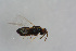  ( - BC-ZSM-HYM-21587-C11)  @12 [ ] CreativeCommons - Attribution Non-Commercial Share-Alike (2014) Stefan Schmidt SNSB, Zoologische Staatssammlung Muenchen