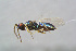  ( - BC-ZSM-HYM-21587-D05)  @12 [ ] CreativeCommons - Attribution Non-Commercial Share-Alike (2014) Stefan Schmidt SNSB, Zoologische Staatssammlung Muenchen