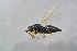  ( - BC-ZSM-HYM-21587-D07)  @12 [ ] CreativeCommons - Attribution Non-Commercial Share-Alike (2014) Stefan Schmidt SNSB, Zoologische Staatssammlung Muenchen