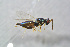  ( - BC-ZSM-HYM-21587-D08)  @12 [ ] CreativeCommons - Attribution Non-Commercial Share-Alike (2014) Stefan Schmidt SNSB, Zoologische Staatssammlung Muenchen