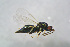  ( - BC-ZSM-HYM-21587-E03)  @12 [ ] CreativeCommons - Attribution Non-Commercial Share-Alike (2014) Stefan Schmidt SNSB, Zoologische Staatssammlung Muenchen