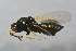  (Tetrastichus miser - BC-ZSM-HYM-21587-E08)  @14 [ ] CreativeCommons - Attribution Non-Commercial Share-Alike (2014) Stefan Schmidt SNSB, Zoologische Staatssammlung Muenchen