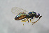  ( - BC-ZSM-HYM-21587-E11)  @12 [ ] CreativeCommons - Attribution Non-Commercial Share-Alike (2014) Stefan Schmidt SNSB, Zoologische Staatssammlung Muenchen