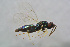  ( - BC-ZSM-HYM-21587-E12)  @12 [ ] CreativeCommons - Attribution Non-Commercial Share-Alike (2014) Stefan Schmidt SNSB, Zoologische Staatssammlung Muenchen