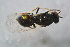  ( - BC-ZSM-HYM-21587-F07)  @12 [ ] CreativeCommons - Attribution Non-Commercial Share-Alike (2014) Stefan Schmidt SNSB, Zoologische Staatssammlung Muenchen