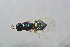  (Tetrastichus sti - BC-ZSM-HYM-21587-G08)  @14 [ ] CreativeCommons - Attribution Non-Commercial Share-Alike (2014) Stefan Schmidt SNSB, Zoologische Staatssammlung Muenchen