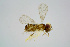  ( - BC-ZSM-HYM-21588-D12)  @13 [ ] CreativeCommons - Attribution Non-Commercial Share-Alike (2015) Unspecified SNSB, Zoologische Staatssammlung Muenchen