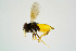  ( - BC-ZSM-HYM-21588-E09)  @13 [ ] CreativeCommons - Attribution Non-Commercial Share-Alike (2015) Unspecified SNSB, Zoologische Staatssammlung Muenchen