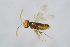  (Azotidae - BC-ZSM-HYM-21607-C10)  @14 [ ] CreativeCommons - Attribution Non-Commercial Share-Alike (2015) Stefan Schmidt SNSB, Zoologische Staatssammlung Muenchen