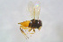  ( - BC-ZSM-HYM-21607-E10)  @11 [ ] CreativeCommons - Attribution Non-Commercial Share-Alike (2015) Stefan Schmidt SNSB, Zoologische Staatssammlung Muenchen
