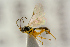  ( - BC-ZSM-HYM-22280-B12)  @14 [ ] CreativeCommons - Attribution Non-Commercial Share-Alike (2016) SNSB, Staatliche Naturwissenschaftliche Sammlungen Bayerns ZSM (SNSB, Zoologische Staatssammlung Muenchen)