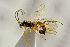  ( - BC-ZSM-HYM-22280-C05)  @13 [ ] CreativeCommons - Attribution Non-Commercial Share-Alike (2016) SNSB, Staatliche Naturwissenschaftliche Sammlungen Bayerns ZSM (SNSB, Zoologische Staatssammlung Muenchen)