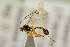  ( - BC-ZSM-HYM-22280-C08)  @14 [ ] CreativeCommons - Attribution Non-Commercial Share-Alike (2016) SNSB, Staatliche Naturwissenschaftliche Sammlungen Bayerns ZSM (SNSB, Zoologische Staatssammlung Muenchen)