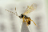  (Plectiscidea parvula - BC-ZSM-HYM-22280-D07)  @14 [ ] CreativeCommons - Attribution Non-Commercial Share-Alike (2016) SNSB, Staatliche Naturwissenschaftliche Sammlungen Bayerns ZSM (SNSB, Zoologische Staatssammlung Muenchen)
