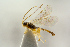  ( - BC-ZSM-HYM-22280-D09)  @12 [ ] CreativeCommons - Attribution Non-Commercial Share-Alike (2016) SNSB, Staatliche Naturwissenschaftliche Sammlungen Bayerns ZSM (SNSB, Zoologische Staatssammlung Muenchen)
