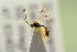  (Plectiscidea posticata - BC-ZSM-HYM-22280-D10)  @11 [ ] CreativeCommons - Attribution Non-Commercial Share-Alike (2016) SNSB, Staatliche Naturwissenschaftliche Sammlungen Bayerns ZSM (SNSB, Zoologische Staatssammlung Muenchen)