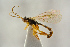  ( - BC-ZSM-HYM-22280-D11)  @13 [ ] CreativeCommons - Attribution Non-Commercial Share-Alike (2016) SNSB, Staatliche Naturwissenschaftliche Sammlungen Bayerns ZSM (SNSB, Zoologische Staatssammlung Muenchen)