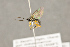  (Diplazon scutatorius - BC-ZSM-HYM-22280-F09)  @13 [ ] CreativeCommons - Attribution Non-Commercial Share-Alike (2016) SNSB, Staatliche Naturwissenschaftliche Sammlungen Bayerns ZSM (SNSB, Zoologische Staatssammlung Muenchen)