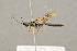  ( - BC-ZSM-HYM-22280-H03)  @13 [ ] CreativeCommons - Attribution Non-Commercial Share-Alike (2016) SNSB, Staatliche Naturwissenschaftliche Sammlungen Bayerns ZSM (SNSB, Zoologische Staatssammlung Muenchen)