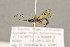  ( - BC-ZSM-HYM-22280-H04)  @13 [ ] CreativeCommons - Attribution Non-Commercial Share-Alike (2016) SNSB, Staatliche Naturwissenschaftliche Sammlungen Bayerns ZSM (SNSB, Zoologische Staatssammlung Muenchen)