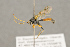  ( - BC-ZSM-HYM-22281-A10)  @13 [ ] CreativeCommons - Attribution Non-Commercial Share-Alike (2016) SNSB, Staatliche Naturwissenschaftliche Sammlungen Bayerns ZSM (SNSB, Zoologische Staatssammlung Muenchen)