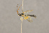  ( - BC-ZSM-HYM-22281-E06)  @14 [ ] CreativeCommons - Attribution Non-Commercial Share-Alike (2016) SNSB, Staatliche Naturwissenschaftliche Sammlungen Bayerns ZSM (SNSB, Zoologische Staatssammlung Muenchen)