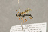  ( - BC-ZSM-HYM-22281-E08)  @14 [ ] CreativeCommons - Attribution Non-Commercial Share-Alike (2016) SNSB, Staatliche Naturwissenschaftliche Sammlungen Bayerns ZSM (SNSB, Zoologische Staatssammlung Muenchen)