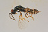  ( - BC-ZSM-HYM-22525-A01)  @12 [ ] CreativeCommons - Attribution Non-Commercial Share-Alike (2014) Stefan Schmidt SNSB, Zoologische Staatssammlung Muenchen
