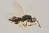  ( - BC-ZSM-HYM-22525-A12)  @12 [ ] CreativeCommons - Attribution Non-Commercial Share-Alike (2014) Stefan Schmidt SNSB, Zoologische Staatssammlung Muenchen
