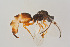 (Brachyserphus - BC-ZSM-HYM-22525-C08)  @13 [ ] CreativeCommons - Attribution Non-Commercial Share-Alike (2014) Stefan Schmidt SNSB, Zoologische Staatssammlung Muenchen