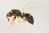 ( - BC-ZSM-HYM-22525-D02)  @11 [ ] CreativeCommons - Attribution Non-Commercial Share-Alike (2014) Stefan Schmidt SNSB, Zoologische Staatssammlung Muenchen