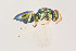  ( - BC-ZSM-HYM-22525-D08)  @13 [ ] CreativeCommons - Attribution Non-Commercial Share-Alike (2014) Stefan Schmidt SNSB, Zoologische Staatssammlung Muenchen