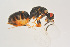  ( - BC-ZSM-HYM-22525-D10)  @12 [ ] CreativeCommons - Attribution Non-Commercial Share-Alike (2014) Stefan Schmidt SNSB, Zoologische Staatssammlung Muenchen
