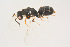  ( - BC-ZSM-HYM-22525-D11)  @11 [ ] CreativeCommons - Attribution Non-Commercial Share-Alike (2014) Stefan Schmidt SNSB, Zoologische Staatssammlung Muenchen