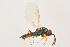  ( - BC-ZSM-HYM-22525-F09)  @13 [ ] CreativeCommons - Attribution Non-Commercial Share-Alike (2014) Stefan Schmidt SNSB, Zoologische Staatssammlung Muenchen