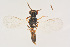  ( - BC-ZSM-HYM-22525-F10)  @13 [ ] CreativeCommons - Attribution Non-Commercial Share-Alike (2014) Stefan Schmidt SNSB, Zoologische Staatssammlung Muenchen