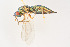  ( - BC-ZSM-HYM-22525-G04)  @13 [ ] CreativeCommons - Attribution Non-Commercial Share-Alike (2014) Stefan Schmidt SNSB, Zoologische Staatssammlung Muenchen