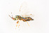  ( - BC-ZSM-HYM-22525-G05)  @13 [ ] CreativeCommons - Attribution Non-Commercial Share-Alike (2014) Stefan Schmidt SNSB, Zoologische Staatssammlung Muenchen
