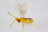  ( - BC-ZSM-HYM-22526-C07)  @11 [ ] CreativeCommons - Attribution Non-Commercial Share-Alike (2014) Stefan Schmidt SNSB, Zoologische Staatssammlung Muenchen