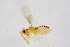  ( - BC-ZSM-HYM-22526-C08)  @11 [ ] CreativeCommons - Attribution Non-Commercial Share-Alike (2014) Stefan Schmidt SNSB, Zoologische Staatssammlung Muenchen