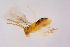  ( - BC-ZSM-HYM-22526-C09)  @11 [ ] CreativeCommons - Attribution Non-Commercial Share-Alike (2014) Stefan Schmidt SNSB, Zoologische Staatssammlung Muenchen